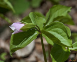 Large-flower Trillium (DSPF274)