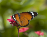 Plain Tiger or African Monarch Butterfly (Danaus chrysippus) (DTHN0009)