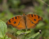 Peacock Pansy Butterfly (Junonia almana) (DTHN0006)