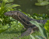 Southeast Asian Water Monitor (Varanus salvator macromaculatus) (DTHN0019)