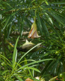 Brown-throated Sunbird (Anthreptes malacensis) (DTHB262)