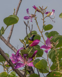 Olive-backed Sunbird Male (Cinnyris jugularis) (DTHN0031)