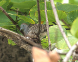 Zebra Dove or Barred Ground Dove (Geopelia striata) (DTHN0057)