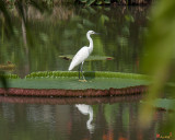 Little Egret on Victoria Lily Pad (Egretta garzetta) (DTHN0082)