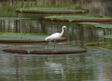 Little Egret on Victoria Lily Pad (Egretta garzetta) (DTHN0083)