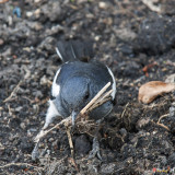 Oriental Magpie-Robin Gathering Nesting Material (Copsychus saularis)  (DTHN0100)