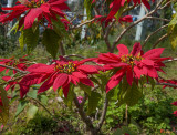 Bhubing Palace Gardens Poinsettia Bush (DTHCM0434)