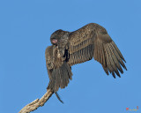 Turkey Vulture Sunning and Preening (Cathartes aura) (DRB185)