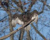 Turkey Vulture Sunning and Preening (Cathartes aura) (DRB186)