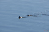 Ruddy Ducks Leaving Wakes (DWF125)