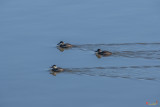 Ruddy Ducks Leaving Wakes (DWF126)