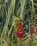 Brown-throated Sunbird (Anthreptes malacensis) (DTHN0140)