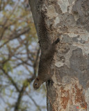 Red-bellied Tree Squirrell or Pallass Squirrel (Callosciurus erythraeus) (DTHN0137)