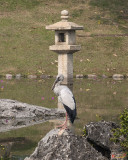 Asian Openbill Stork (Anastomus oscitans) (DTHN0157)