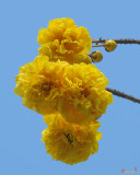 Yellow Cotton Tree