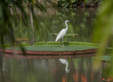 Queen Victoria Water Lily with Little Egret (Victoria amazonica) (DTHB1618)