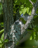 Blue-gray Gnatcatcher (Polioptila caerulea caerulea) Nest (DSB251)