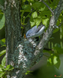 Blue-gray Gnatcatcher (Polioptila caerulea caerulea) Nest (DSB257)