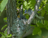 Blue-gray Gnatcatcher (Polioptila caerulea caerulea) Nest (DSB261)
