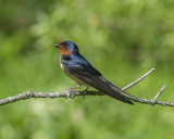 Male Barn Swallow Hirundo rustica DSB262