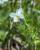 Field Pansy (Viola bicolor) (DSPF0308)