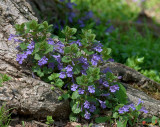 Ground Ivy or Gill-over-the-Ground (DSPF0020)