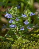 Ground Ivy or Gill-over-the-Ground (Glechoma hederacea) (DSPF0321)