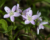 Virginia Spring-Beauty or Narrowleaf Spring-Beauty (Claytonia virginica) (DSPF0328)