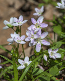 Virginia Spring-Beauty or Narrowleaf Spring-Beauty (Claytonia virginica) (DSPF0329)