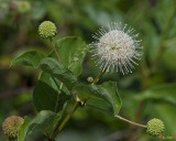 Common Buttonbush, Buttonbush, Button-willow or Honey-bells (Cephalanthus occidentalis) (DSMF0287)