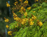 Weeping Wattle, African Blackwood, African Wattle or Rhodesian Black Wattle (Peltophorum africanum) (DTHN0193)