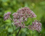 Sweet Joe-Pye Weed, Queen of the Meadow, Gravel Root, Kidney Root, Purple Boneset (Eutrochium purpureum) (DSMF0312)