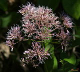 Sweet Joe-Pye Weed, Queen of the Meadow, Gravel Root, Kidney Root, Purple Boneset (Eutrochium purpureum) (DSMF0313)