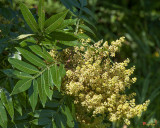 Winged Sumac, Dwarf Sumac, Shining Sumac, or Flameleaf Sumac (Rhus copallinum) (DSMF0318)