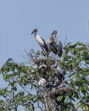 Asian Openbill Stork Rookery (Anastomus oscitans) (DTHN0198)