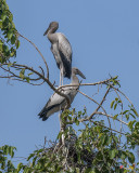 Asian Openbill Stork Rookery (Anastomus oscitans) (DTHN0200)