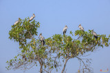 Asian Openbill Storks (Anastomus oscitans) (DTHN0203)