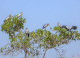 Asian Openbill Storks (Anastomus oscitans) (DTHN0205)