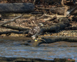 Juvenile Bald Eagle Collecting a Fish (Haliaeetus leucocephalus) (DRB0207)