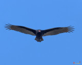 Turkey Vulture (Cathartes aura) (DRB0225)