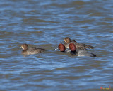 Redhead Ducks, Red-headed Ducks or Red-headed Pochards
