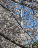 Washington Monument through the Cherry Blossoms (DS0066)