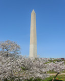 The Washington Monument and Cherry Blossoms (DS0069)