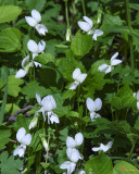 Sweet White Violets Viola blanda