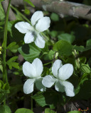 Sweet White Violets (Viola blanda) (DSPF0403)