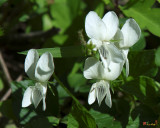 Sweet White Violets (Viola blanda) (DSPF0405)