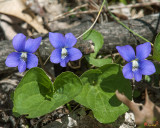 Common Blue Violets