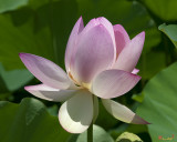 Lotus Bud--Getting the Hang of It iii (DL0095)
