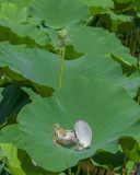 Lotus Leaf--Castoff v (DL0108)