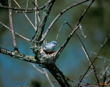 Blue-gray Gnatcatcher (100B)